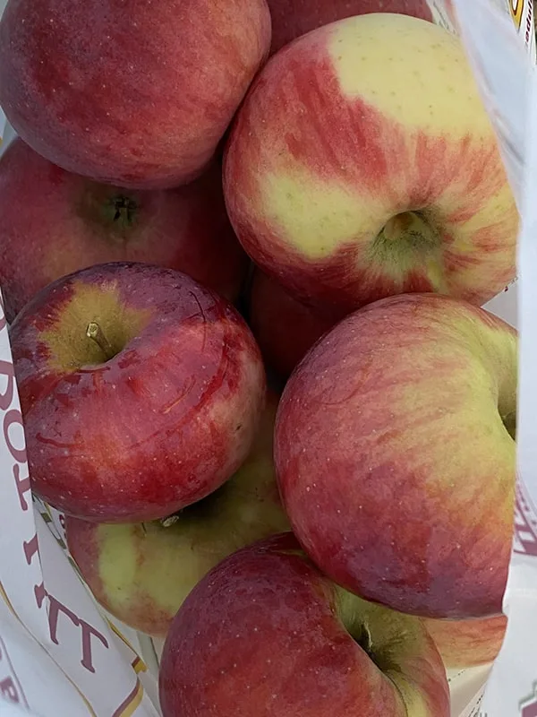 Apple Picking Massachusetts Apples in the Bag
