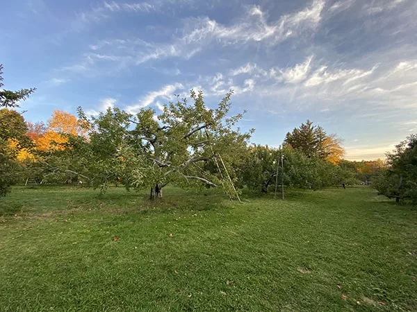 Apple Picking Massachusetts Beautiful Spot