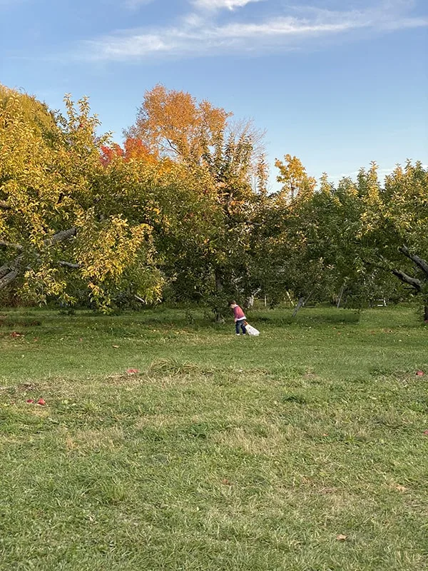 Apple Picking Massachusetts Family Fun Day