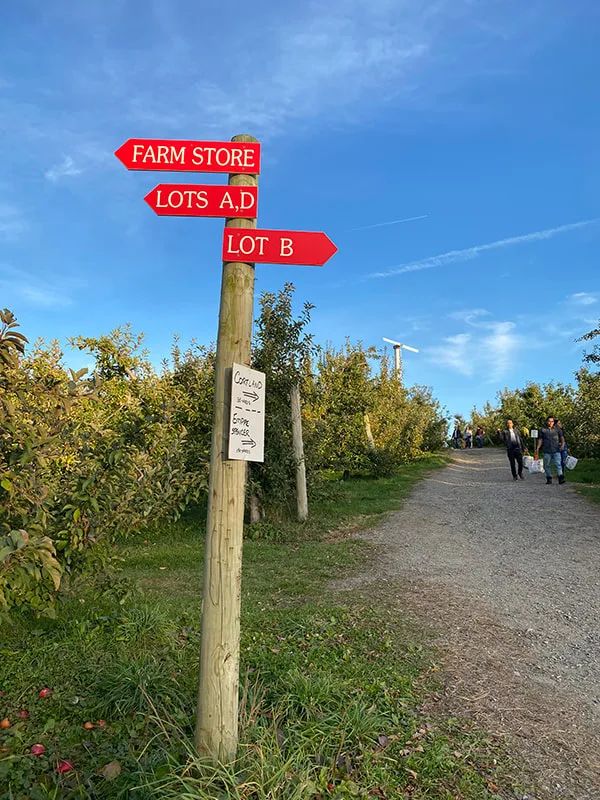 Apple Picking Massachusetts Heading Home