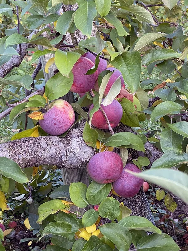 Apple Picking Massachusetts Late October
