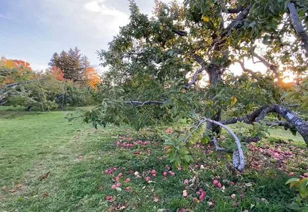 Apple Picking Massachusetts The Golden Hour