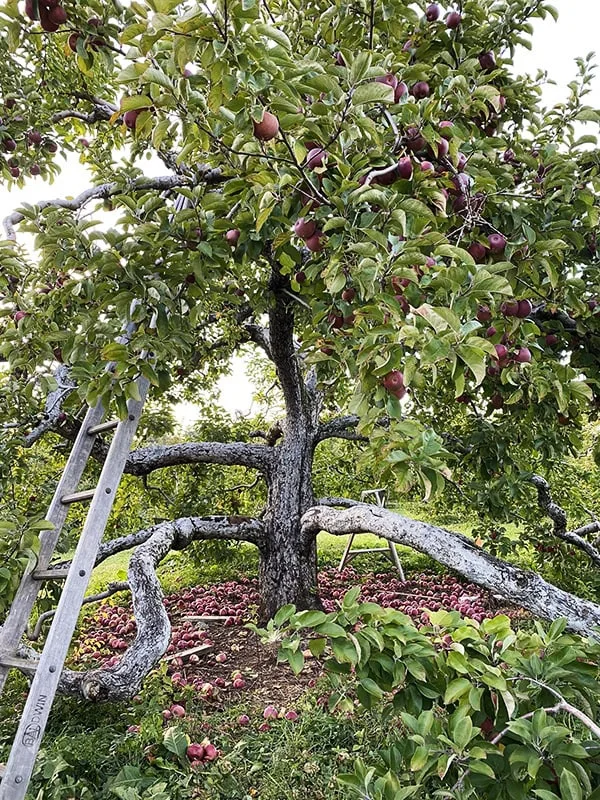Apple Picking Massachusetts
