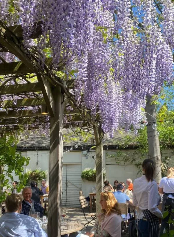 Best London Pubs The Albion Wisteria Over the Beer Garden
