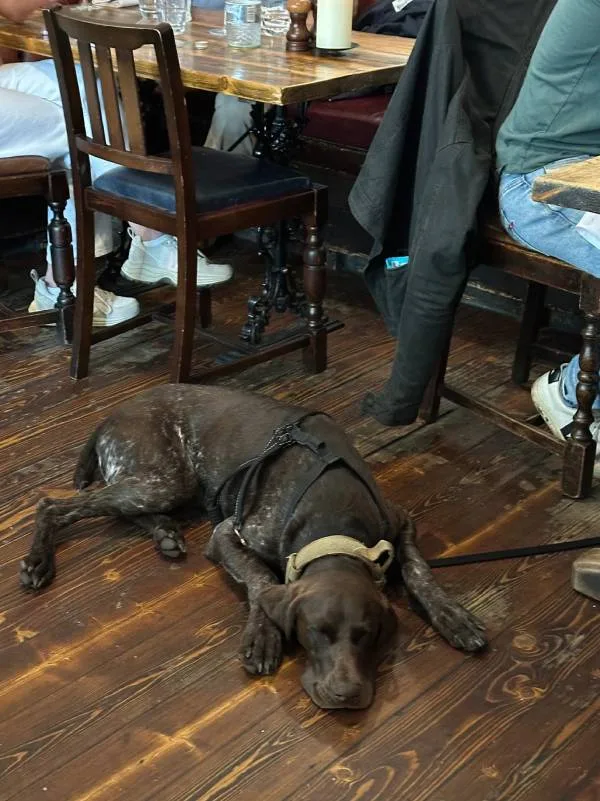 Best London Pubs The Holly Bush Sleeping Dog
