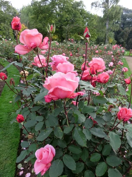Blenheim Palace Rose Garden Pink Roses