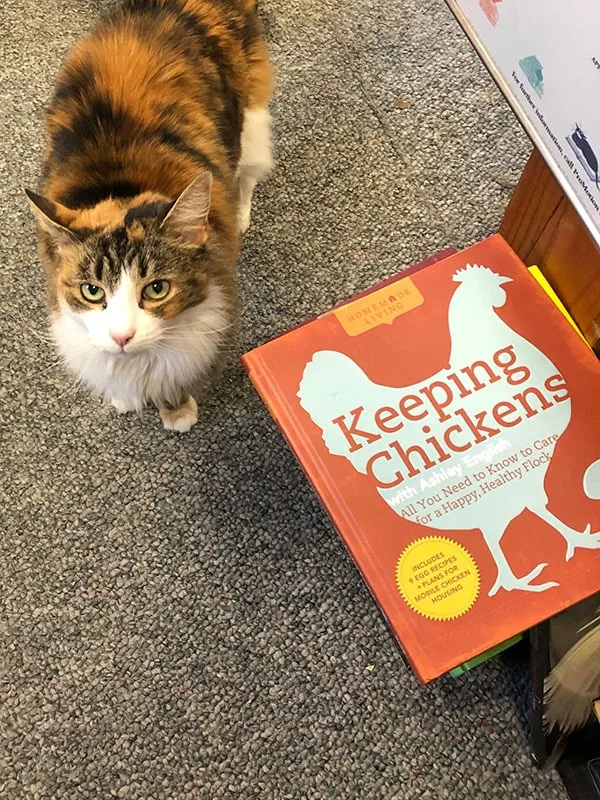 Cape Cod Bookstores
