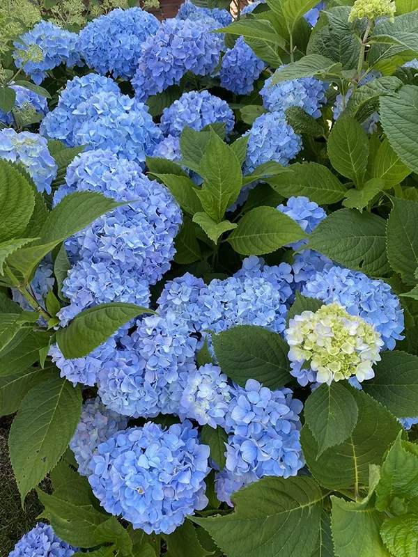 Cape Cod Hydrangea Festival Cape Cod Blue Hydrangeas