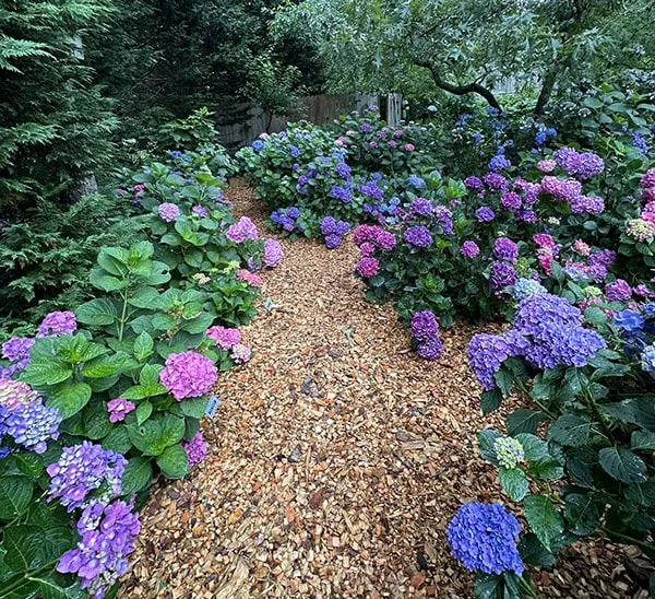 Cape Cod Hydrangea Festival Driftwood Lane Orleans Garden