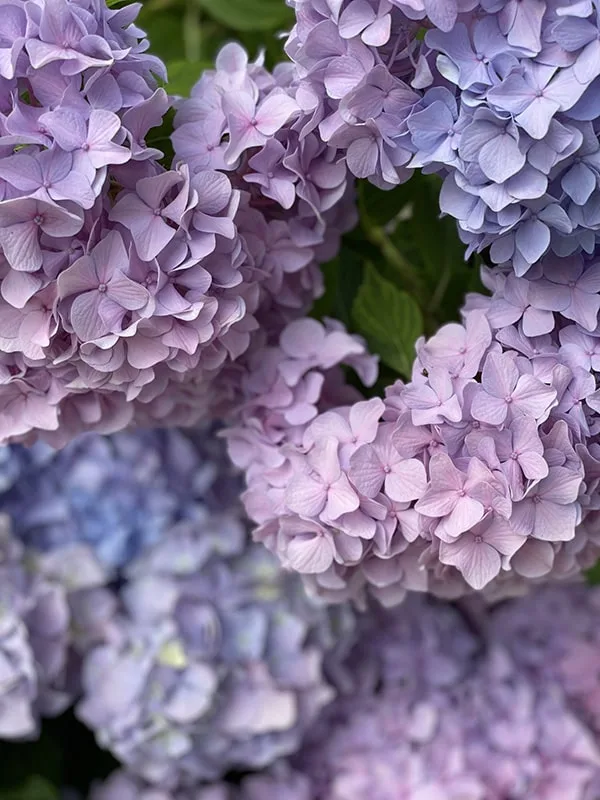 Cape Cod Hydrangea Festival Purple Mophead Hydrangea