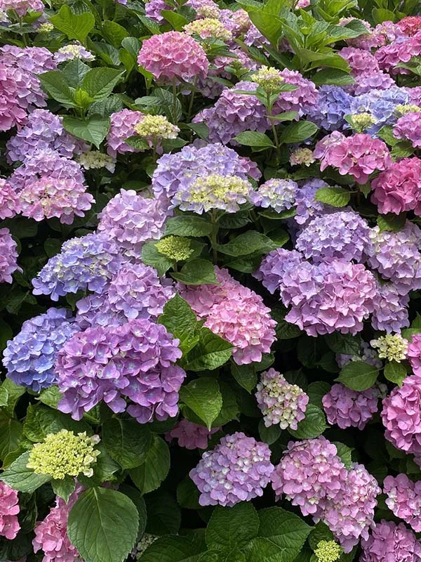 Cape Cod Hydrangea Festival