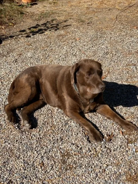 Cape Cod Lavender Farm Dog