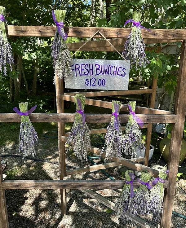 Cape Cod Lavender Farm Fresh Cut Lavender Bunches