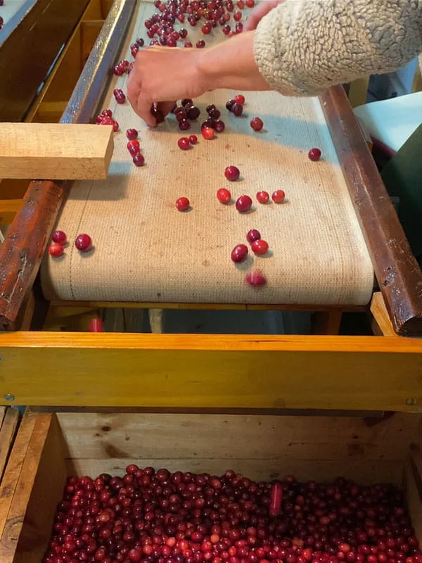Cranberry Bog Tours