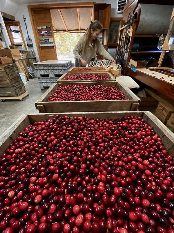 Cranberry Bog Tours Dry Harvested Cranberries for Sale