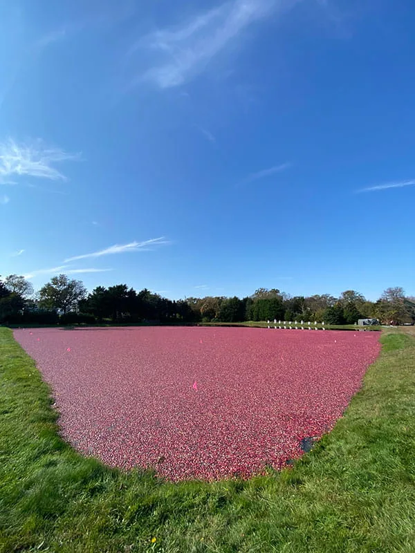Cranberry Bog Tours Flooding the Bog