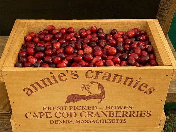 Cranberry Bog Tours Howes Variety Cranberries