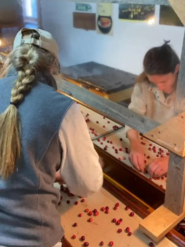 Cranberry Bog Tours Sorting the Cranberries