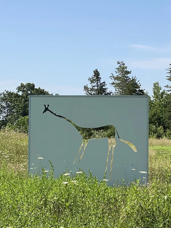 Hogpen Hill Farms Photos Giraffe