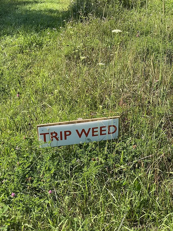 Hogpen Hill Farms Photos Trip Weed