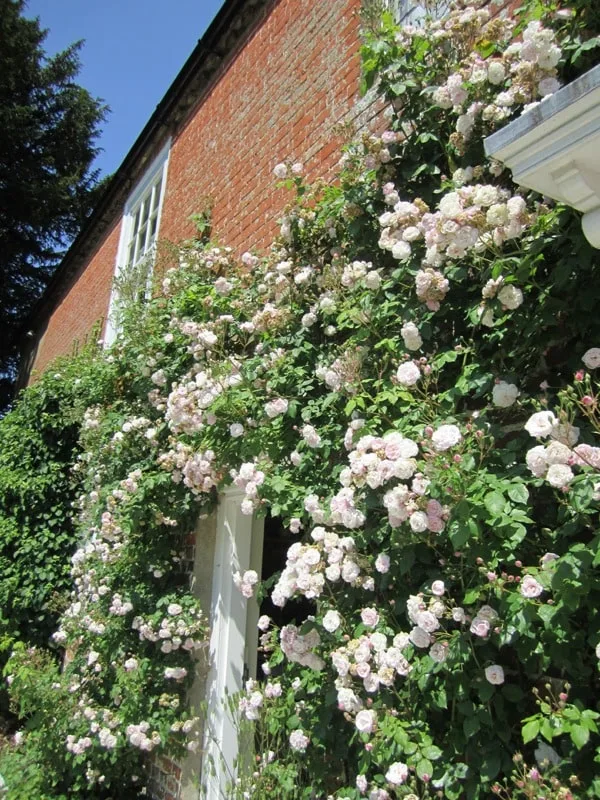 Jane Austen House Blush Noisette Climbing Roses