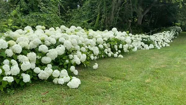 Cape Cod Hydrangea Festival Keveney Lane Garden Cummaquid Annabelle Border
