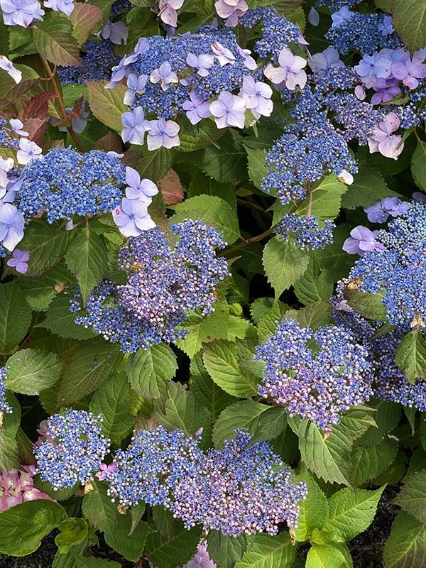 Cape Cod Hydrangea Festival Lacecap Hydrangea Serrata