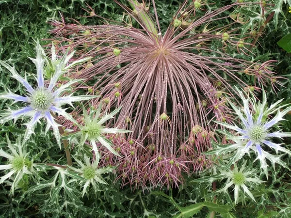 Lacock Abbey England Botanic Garden Allium