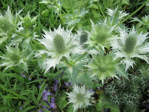 Lacock Abbey England Botanic Garden Giant Sea Holly