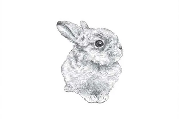 Raising Hare A Winter Leveret