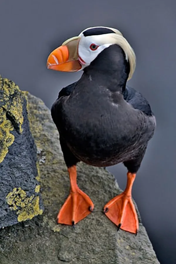 Tufted Puffin